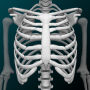 icon Bones 3D Anatomy