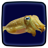 icon Cuttlefish Live Wallpaper 1.2