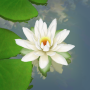 icon 3D Lotus
