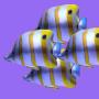 icon SeaPlanet-海の惑星-育成ゲーム