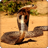 icon King Cobra Background 2.2