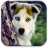 icon Dogs Live Wallpapers 1.0.2