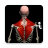 icon Anatomy 2.5.3