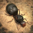 icon The Ants 1.11.1