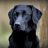 icon Gundog Challenge 2.1.1