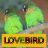 icon Master Kicau Lovebird 1.2