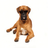 icon BOY DOG NAME 6.0