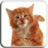 icon Cat Licks Live Wallpaper 1.1