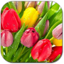 icon Drops on tulips