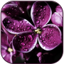 icon Raindrops on lilac