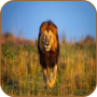 icon Lion HD Wallpaper