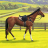icon Horse Racing 1.64.1