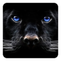 icon Black Panther Live Wallpaper
