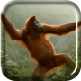 icon Wild Dance Crazy Monkey LWP