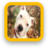 icon Pitbull Wallpapers 1.1