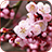 icon Cherry Blossom Live Wallpaper 2.6