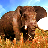 icon Wild Elephant 1.1