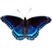 icon Butterfly 1.12