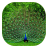 icon Peacock 1.3