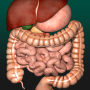 icon Organs 3D Anatomy