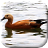 icon Duck Live Wallpaper 2.0
