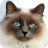 icon Cat Puzzle 3.1