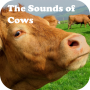 icon The Sounds of Cows