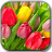 icon Drops on tulips 1.3