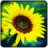 icon SunFlower Live 3.1.0