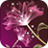 icon Pink Lotus 1.5