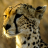 icon Cheetah Wallpapers 3.0.1