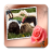 icon Love Frames 10.0