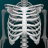 icon Human skeleton Anatomy 3.5.5