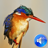 icon Kingfisher Bird Sounds 2.0