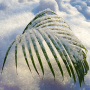 icon Tender Snowy Palm