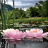 icon Nature Lotus Flower LWP 2