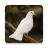 icon Dove Bird Sounds 3.8.0