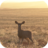 icon Deer Wallpapers 1.0