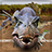 icon JurassicRace 17.0