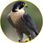 icon Peregrine Falcon