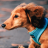 icon dachshund wallpapers 3.00