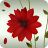 icon A Flower 1.1