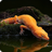 icon Gecko Wallpapers 9