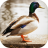 icon Duck Sounds 1.1