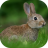 icon Rabbit Sounds 1.2