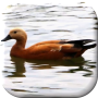 icon com.wizzhard.duck