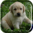 icon Labrador Puppy Live Wallpaper 2.0