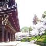 icon Japan:Chion-in and Cherry tree