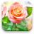 icon Rose Live Wallpaper 1.0.4