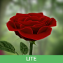 icon 3D Rose Live Wallpaper Lite